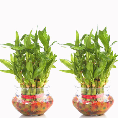 SKDIYA Two Layer Bamboo Plant(Hybrid, Pack of 1)