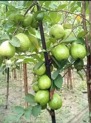 KCK Guava Plant(Hybrid, Pack of 1)