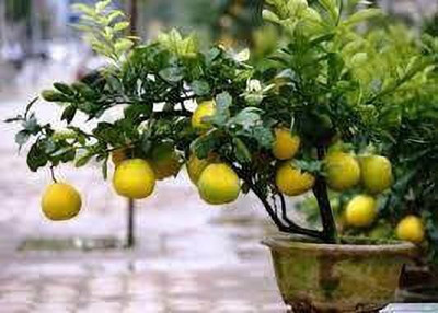 MAMONI TRADERS Lemon Plant(Hybrid, Pack of 1)