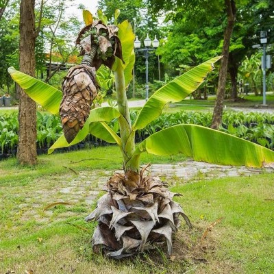 Hug A Plant Banana Plant(Hybrid, Pack of 1)