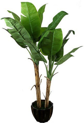greenplanthub Banana Plant(Hybrid, Pack of 1)