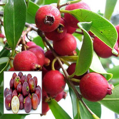 YADUNIKA Guava Plant(Hybrid, Pack of 1)