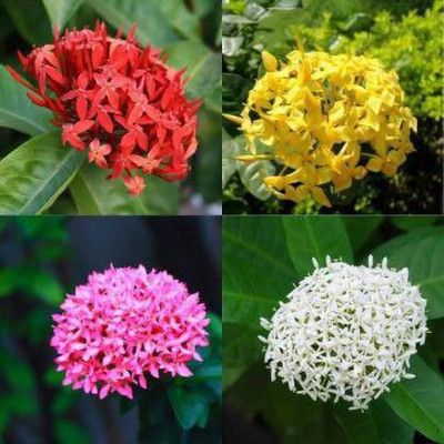 Cloud Farm Trothic Ixora/Chethi Plant(Hybrid, Pack of 4)