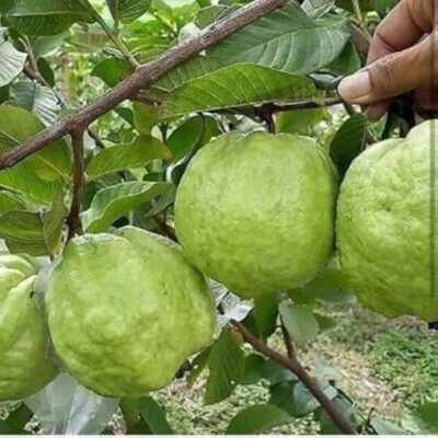 MOONQULTY Guava Fruit Plant 39 Seed(39 per packet)