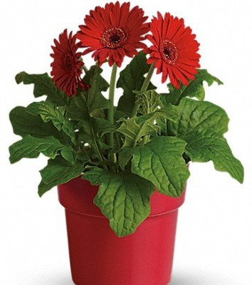 Greenlive traders ZZ Plant(Hybrid, Pack of 1)