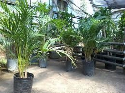 ZOOMGREEN Areca Palm(Hybrid, Pack of 1)