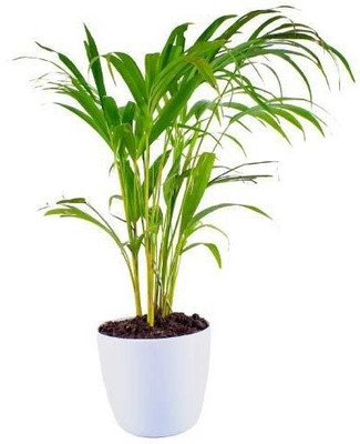 Bakuchi Areca Palm(Hybrid, Pack of 1)