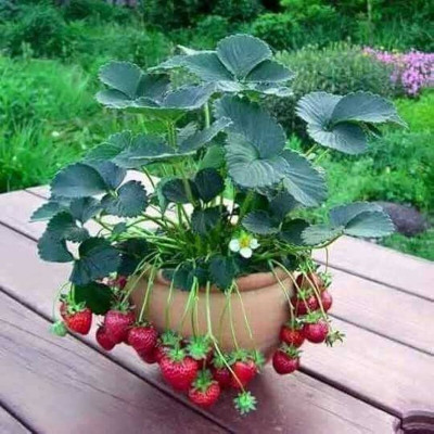 FELCHARIES Strawberry Plant(Hybrid, Pack of 1)