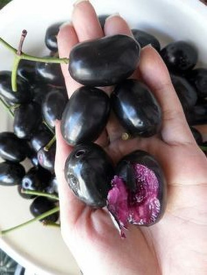 MAITRA AND SONS Jamun Plant(Hybrid, Pack of 1)