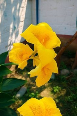 MAITRA AND SONS Canna Lily Plant(Hybrid, Pack of 1)
