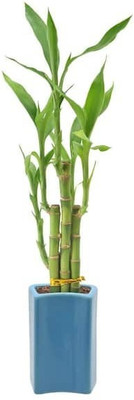 ARYAN EVERGREEN Two Layer Bamboo Plant(Hybrid, Pack of 1)