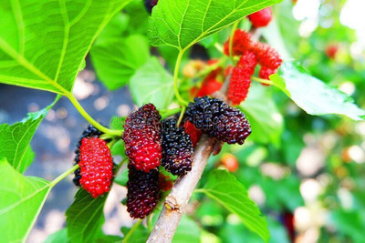 Heaven Of Saplings Shahtoot/Mulberry Plant(Hybrid, Pack of 1)