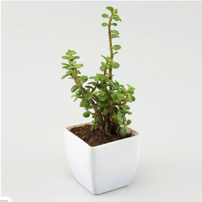 Agacha Jade Plant(Hybrid, Pack of 1)