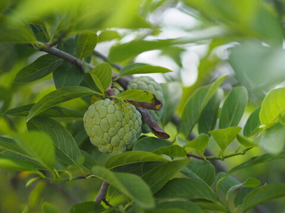 Plant Paradise Custard Apple Plant(Hybrid, Pack of 1)