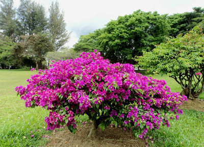 AS Plantation Bougainvillea Plant(Hybrid, Pack of 1)