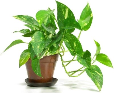 KPL MONEY PLANT Money Plant(Hybrid, Pack of 1)