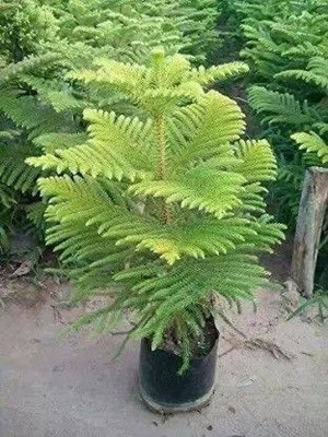 SHREYAGREEN Christmas Tree Plant(Hybrid, Pack of 1)