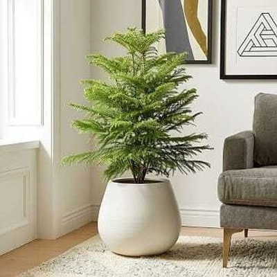 SHREYAGREEN Christmas Tree Plant(Hybrid, Pack of 1)