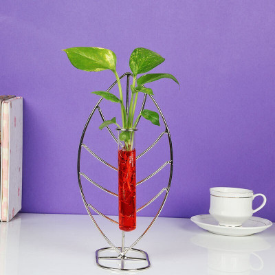 MAITRA AND SONS Money Plant(Hybrid, Pack of 1)