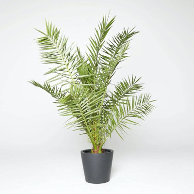 pankaj nursery Phoneix Palm Plant(Pack of 1)