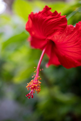 PetalPath Hibiscus Plant(Hybrid, Pack of 1)
