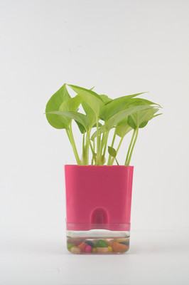 AVR with Happiness inhouse Areca Palm(Pack of 1)