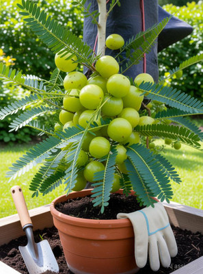 RupRish Amla Plant  sapling(Hybrid, Pack of 1)