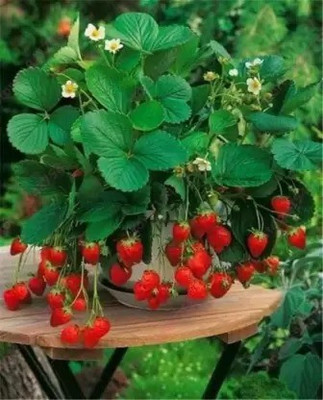 GreenyOn Strawberry Plant(Hybrid, Pack of 1)