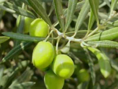 PB EVERGREEN ZZ Plant(Hybrid, Pack of 1)