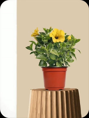 Mohomaya Money Plant(Hybrid, Pack of 1)