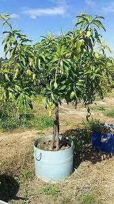 APOSOLUARD Mango Plant(Hybrid, Pack of 1)
