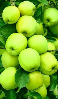 MAITRA AND SONS Apple Plant(Hybrid, Pack of 1)