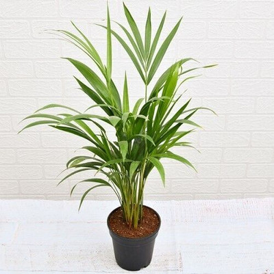 MAMONI TRADERS Areca Palm(Hybrid, Pack of 1)