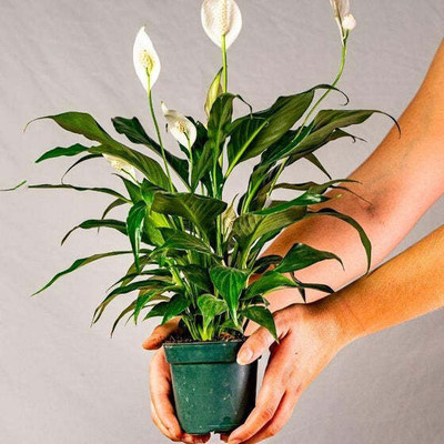 Bakuchi Peace Lily Plant(Hybrid, Pack of 1)