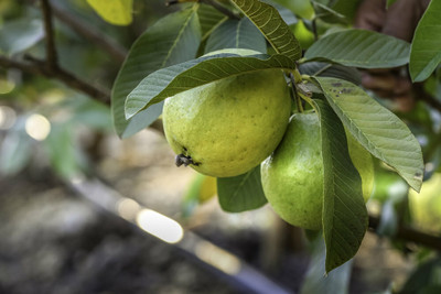 Ukanda Guava Plant(Hybrid, Pack of 1)