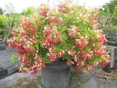 Platone Madhumalti/Rangoon Creeper(Hybrid, Pack of 1)