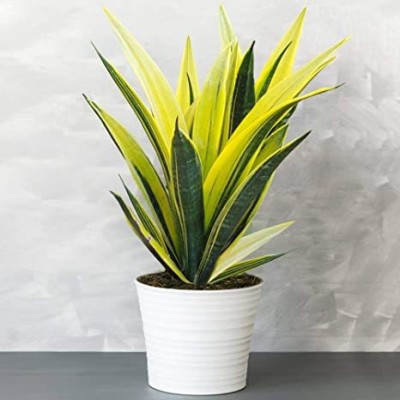 Royplant Snake Plant(Hybrid, Pack of 1)