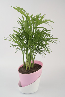 AVR with Happiness inhouse Areca Palm(Pack of 1)
