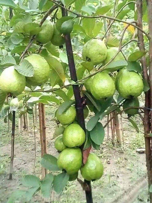the green dotcom Guava Plant(Hybrid, Pack of 2)