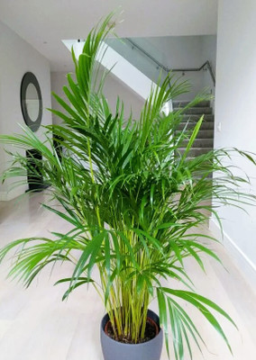 buddingbeauty Areca Palm(Hybrid, Pack of 1)