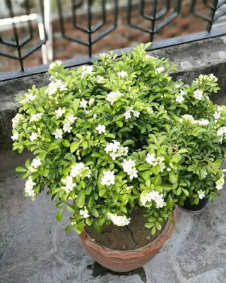 BREEZY BLOOMS Madhu Kamini Plant(Hybrid, Pack of 1)