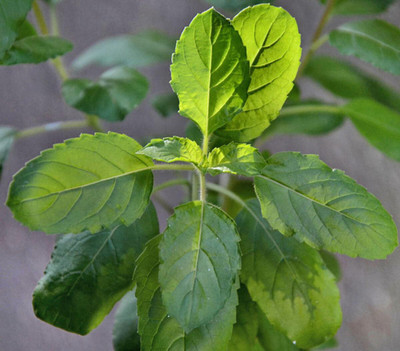 SM PLANT HOUSE Tulsi Plant(Hybrid, Pack of 1)