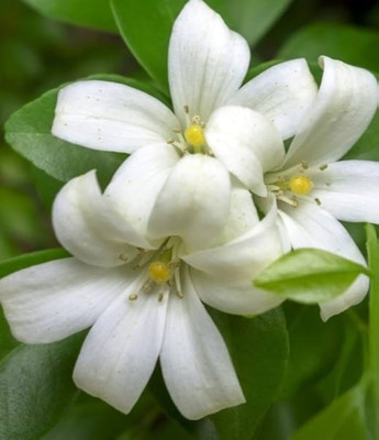 GLOBQRO Jasmine Plant(Hybrid, Pack of 1)