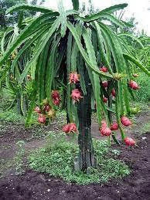 LeafLinkPlants Dragon Tree(Hybrid, Pack of 1)