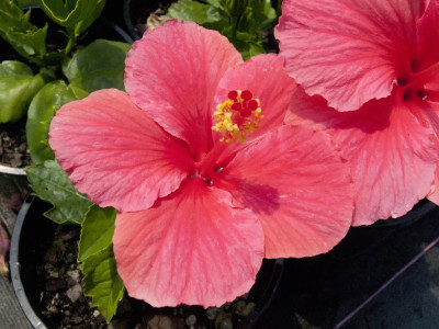 SHREYAGREEN Hibiscus Plant(Hybrid, Pack of 1)