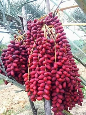 Oxiflora Rhapis Palm Plant(Hybrid, Pack of 1)