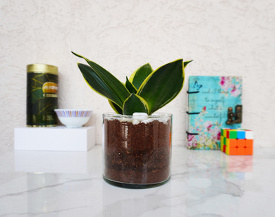 QUICKNCHARM Sansevieria Plant(Pack of 1)