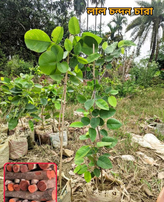 sandaalwoods Red Sandalwood Plant(Hybrid, Pack of 1)