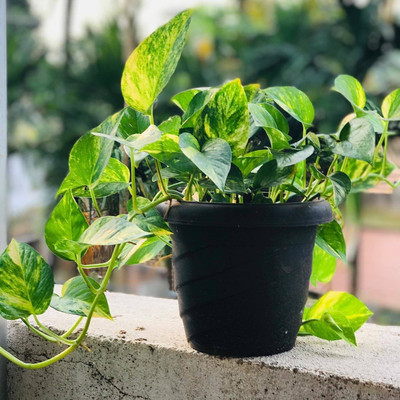 AFARTIOBINA Money Plant(Hybrid, Pack of 1)