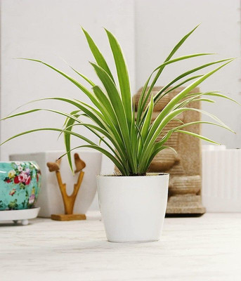 LeafLinkPlants Spider Plant(Hybrid, Pack of 1)